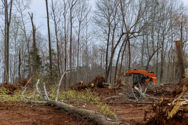 Beaver, UT Tree Services Company