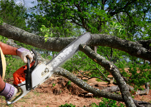 How Our Tree Care Process Works  in  Beaver, UT